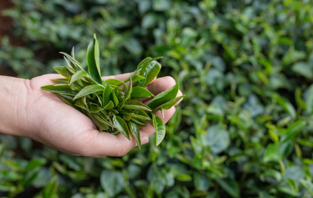 Tea Leaves purity