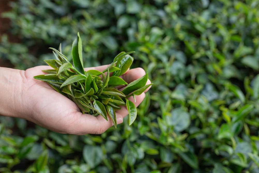 Tea Leaves purity