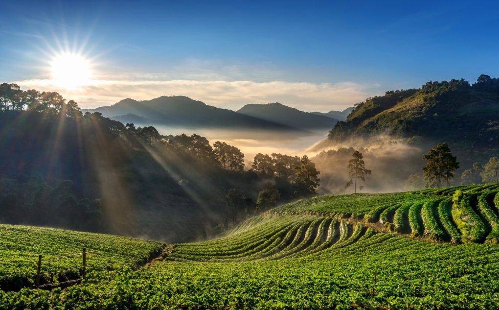 Tea Cultivation and Climate Change
