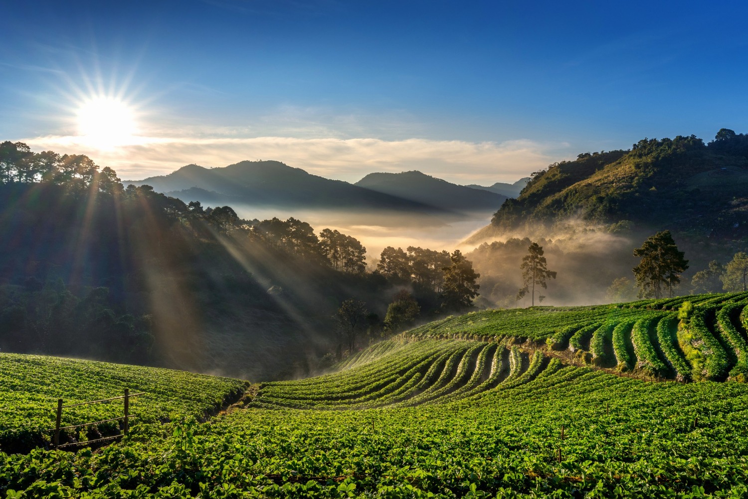 Tea Cultivation and Climate Change