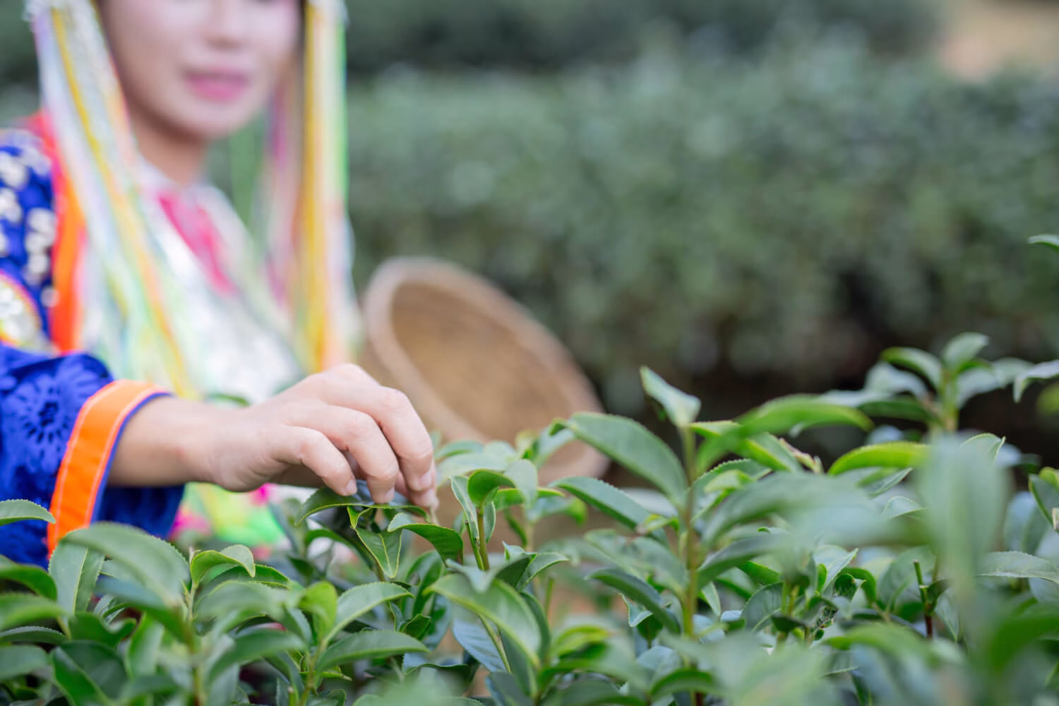 Ethical and Sustainable Tea